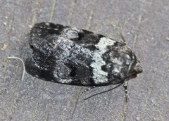 Thoracolopha flexirena