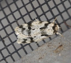 Barea basigramma