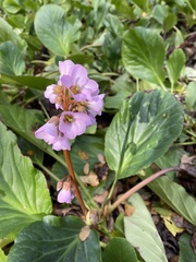 Bergenia crassifolia