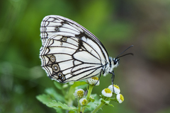 Melanargia asiatica