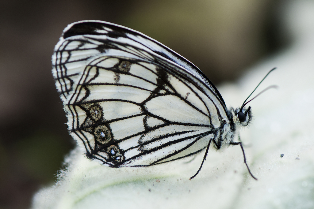 Melanargia asiatica