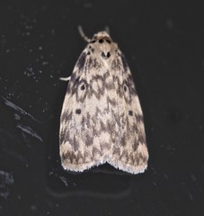 Hectobrocha subnigra