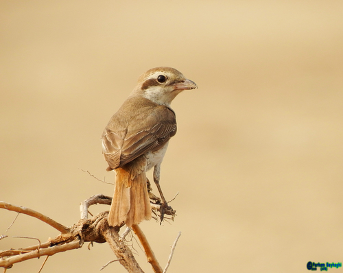Isabelline Shrike