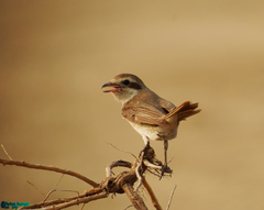 Lanius phoenicuroides