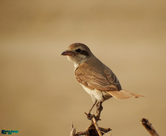 Lanius phoenicuroides