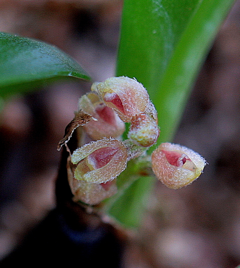 Bryobium eriaeoides