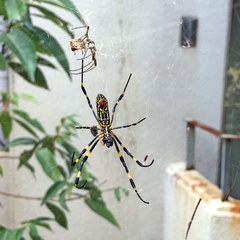 Trichonephila clavata