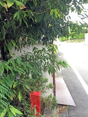 Trichonephila clavata