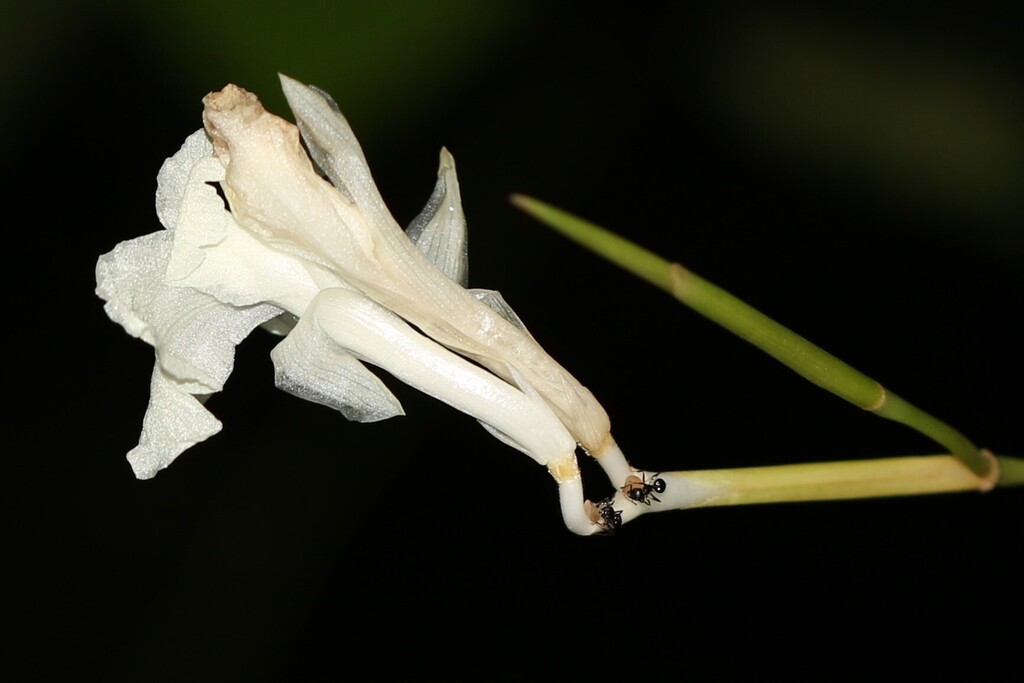 Bembam Arrowroots