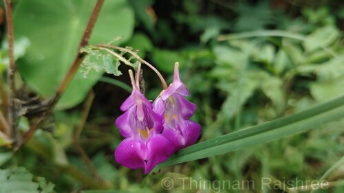 Impatiens trilobata