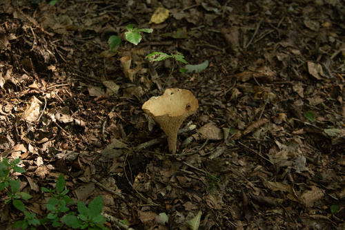 Turbinellus floccosus