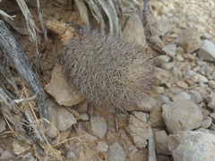 Echinomastus warnockii