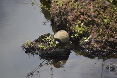 Kinosternon herrerai