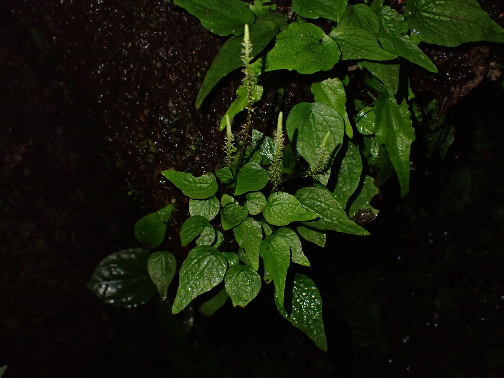 Peperomia galeottiana