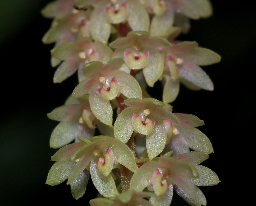 Pinalia polyura