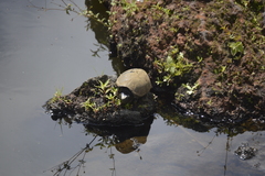 Kinosternon herrerai