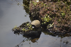 Kinosternon herrerai