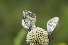 Melanargia leda