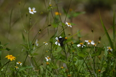 Catasticta flisa flisa