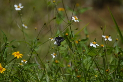 Catasticta flisa flisa