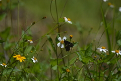 Catasticta flisa flisa