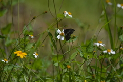 Catasticta flisa flisa