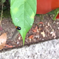 Aulacophora nigripennis