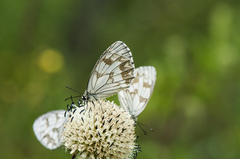 Melanargia leda