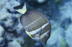 Acanthurus guttatus