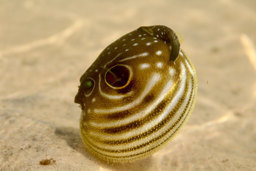 Photo of White-spotted puffer (Arothron hispidus)
