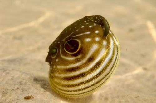 Broad barred puffer (Arothron hispidus) — Tetraodontidae — 4