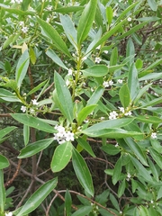 Myoporum aff insulare × laetum
