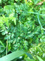 Conioselinum