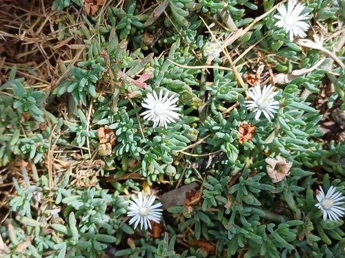 Mini Ashbush (Mesembryanthemum parviflorum)