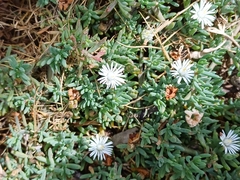 Mesembryanthemum parviflorum