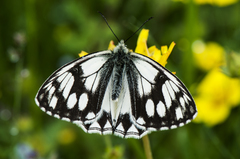 Melanargia leda