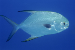 Trachinotus blochii