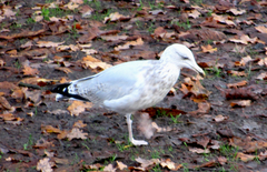 Larus argentatus