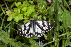 Melanargia leda