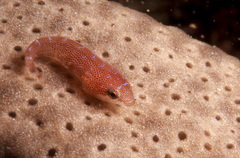 Cochleoceps orientalis