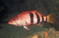 Hypoplectrodes nigroruber