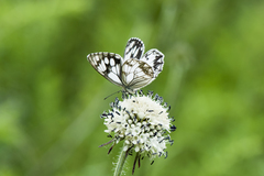 Melanargia leda