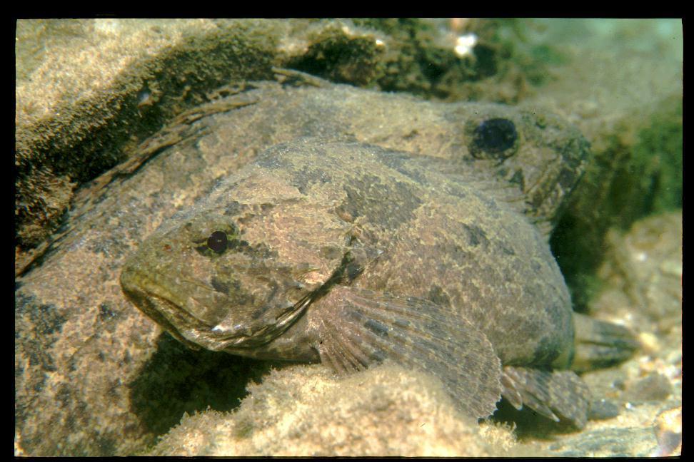 Bullrout