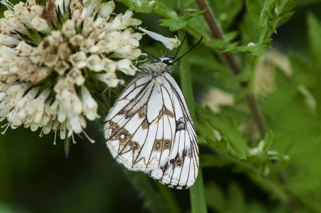 Melanargia leda