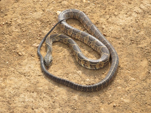 Photo of a Rio Tropical Racer (Palusophis bifossatus)