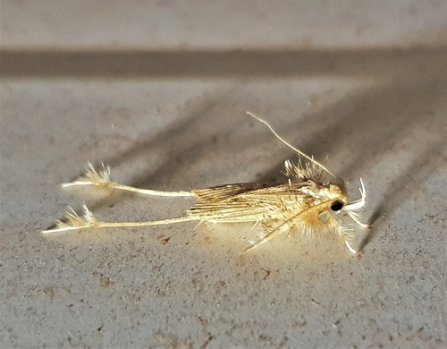 Struthoscelis semiotarsa photographed in Suriname