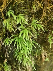 Leucolepis