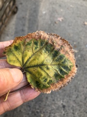 Xylella fastidiosa