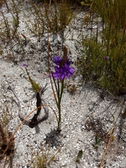 Thereianthus spicatus