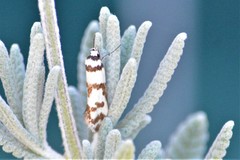 Philobota impletella